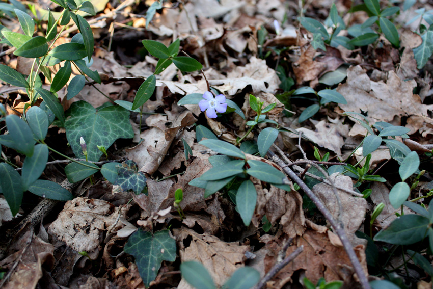 Le prime fioriture primaverili